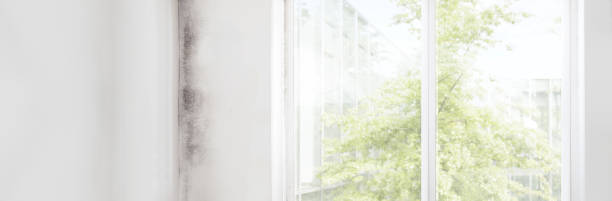 Best Real Estate Mold Inspection  in Palm Springs, CA